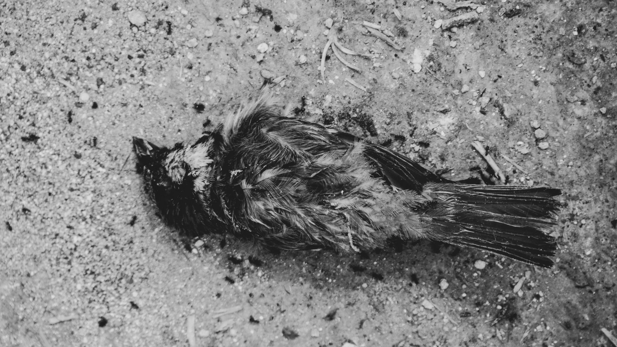 En el Día de los Muertos pensemos también en nosotros, los futuros difuntos