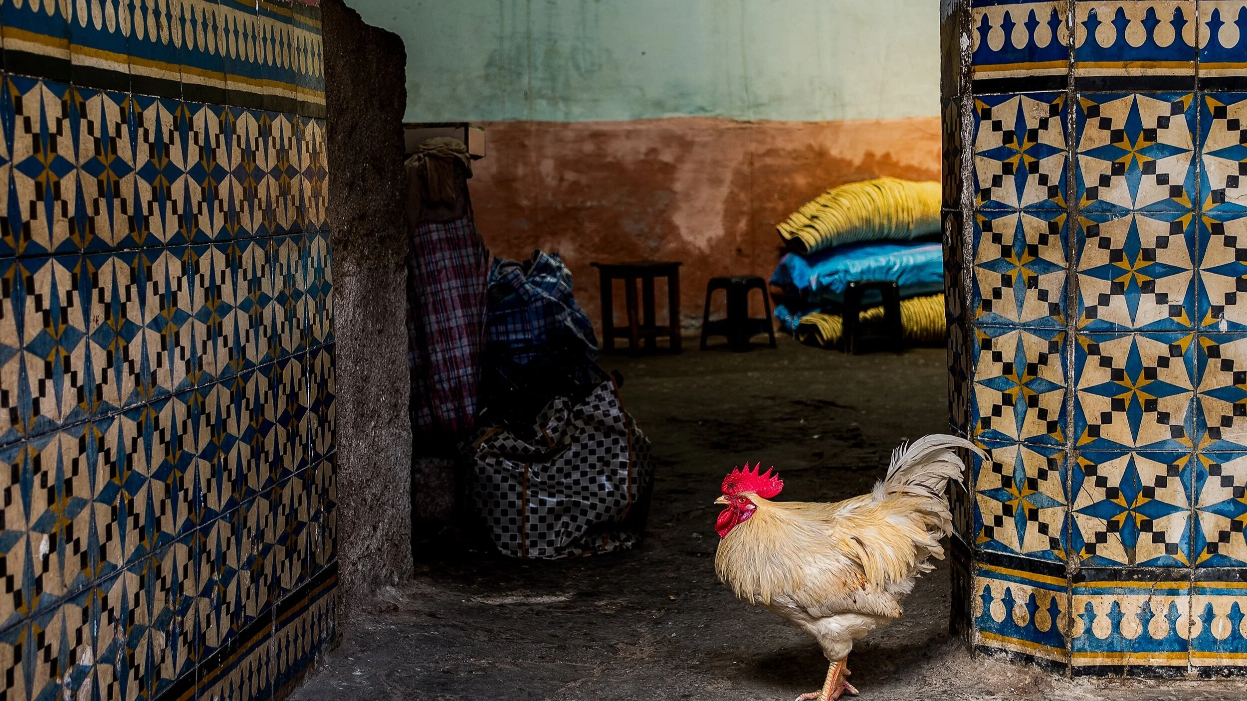 Pelea de gallos en directo