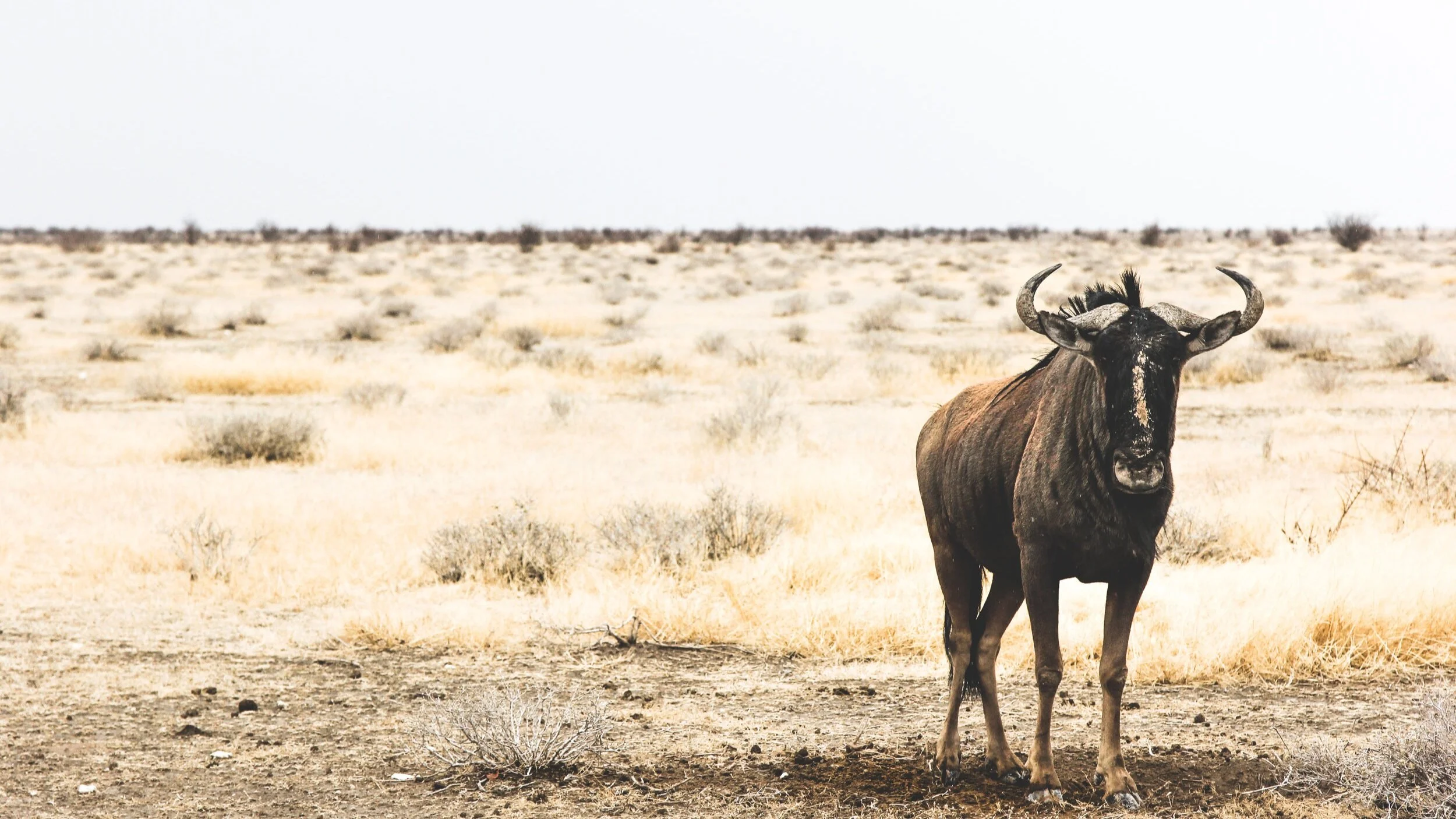 No es una distopía, es una hiper-utopía