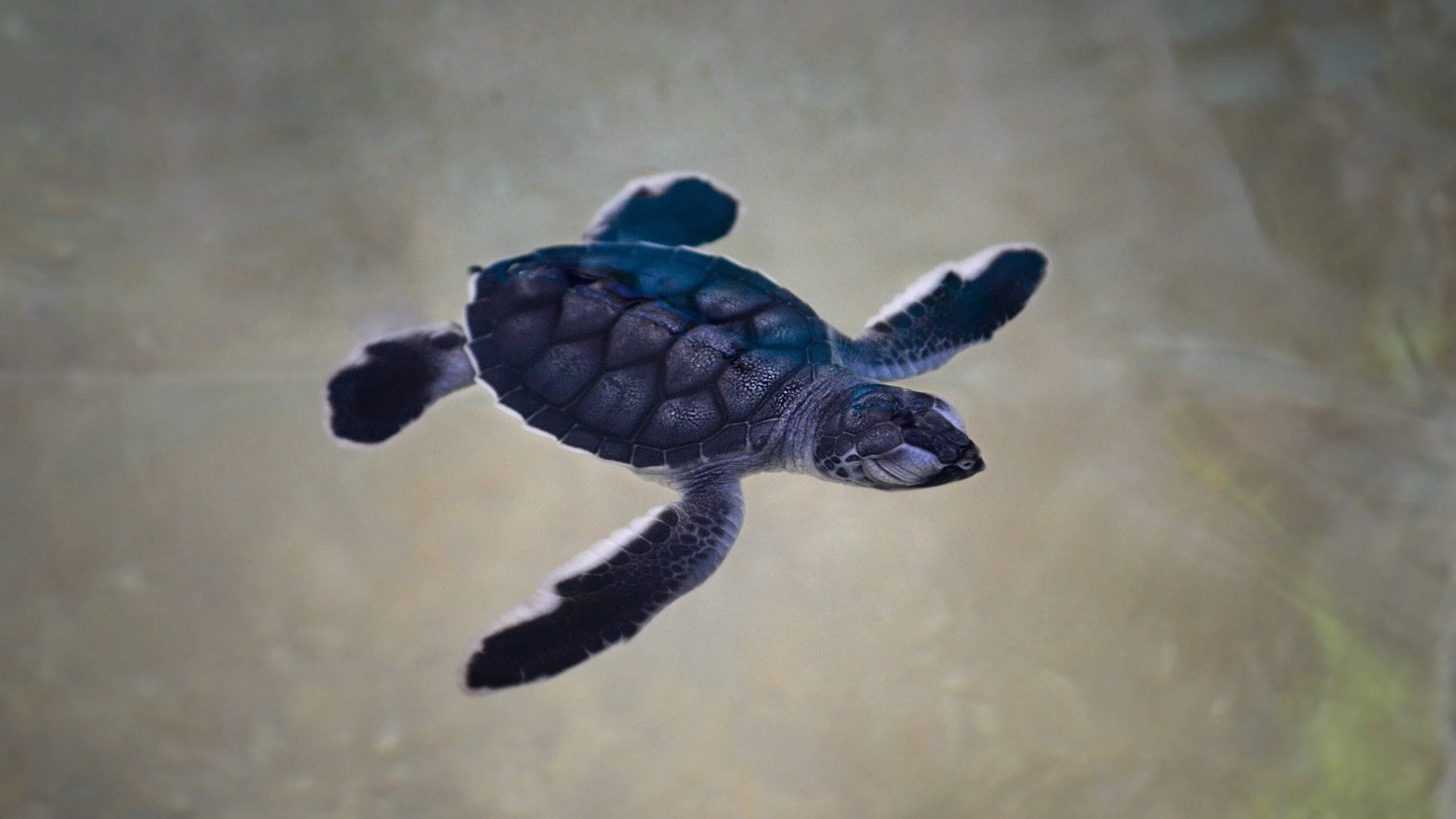 Cuatro mitos sobre las Zonas Francas y una errata política legislativa