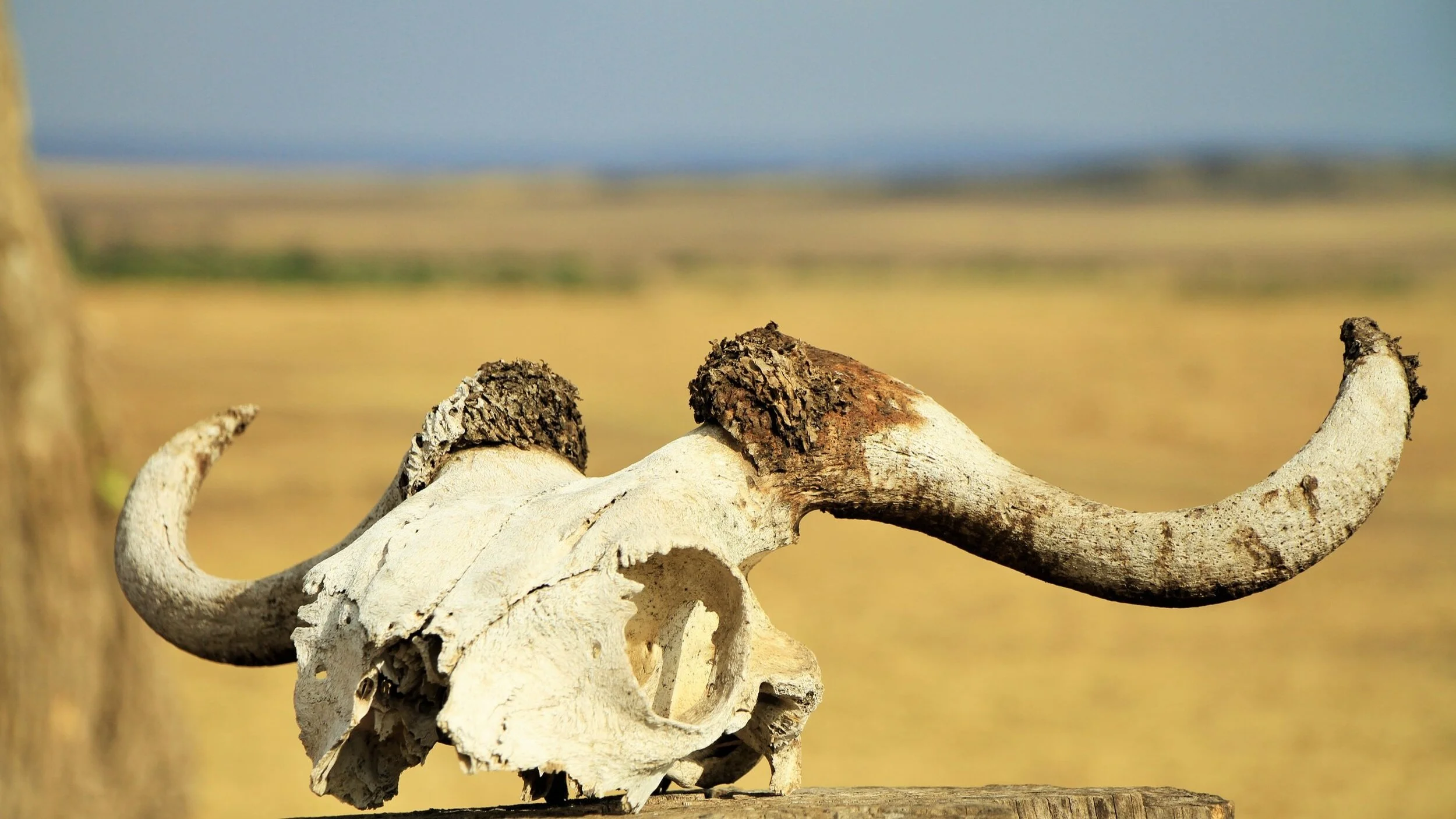 Morir de hambre o morir de asfixia