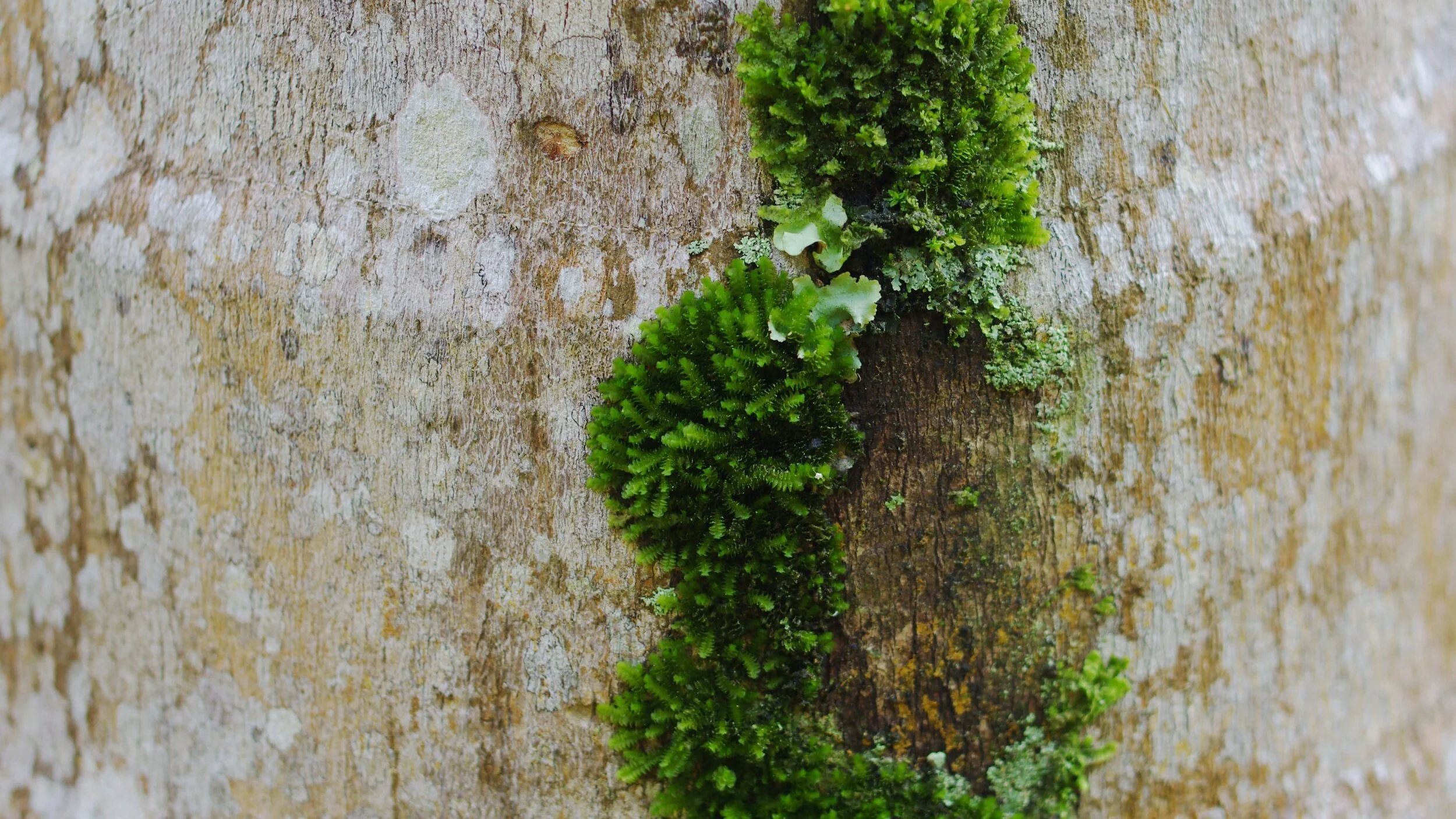 Una mancha de charral 