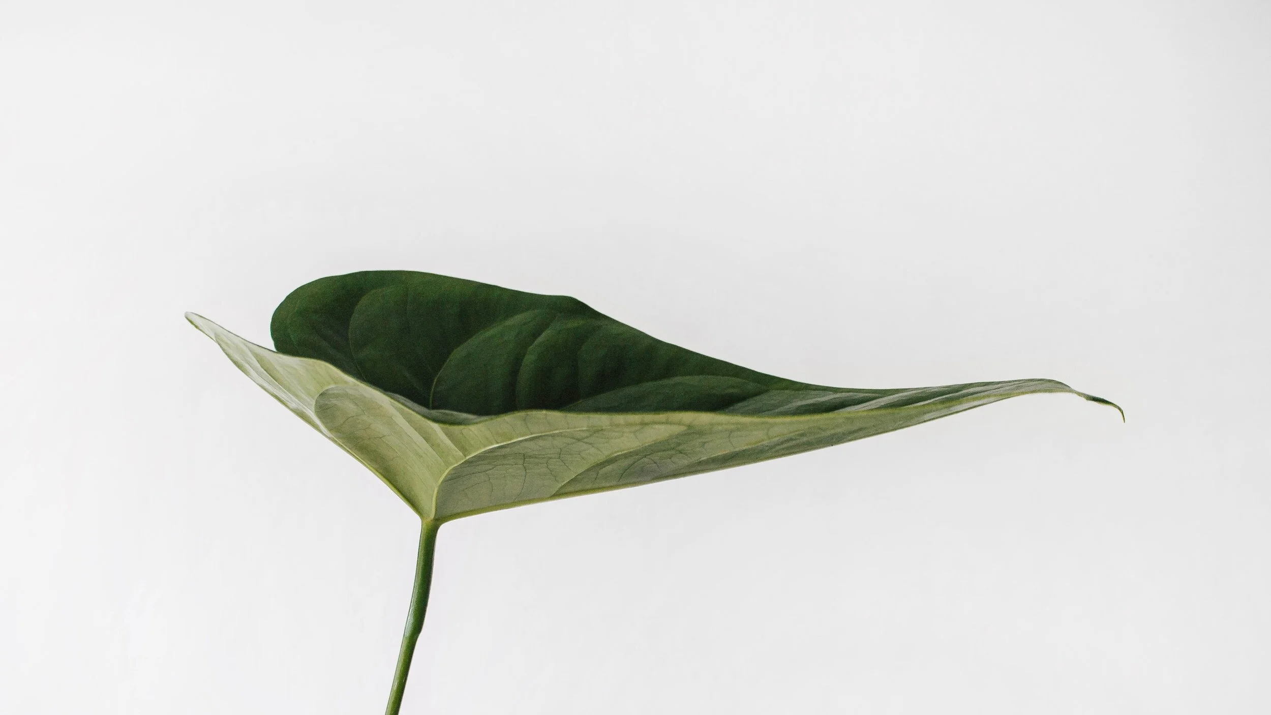 CIDH admite petición de comunidad indígena Terraba contra Costa Rica: breves apuntes