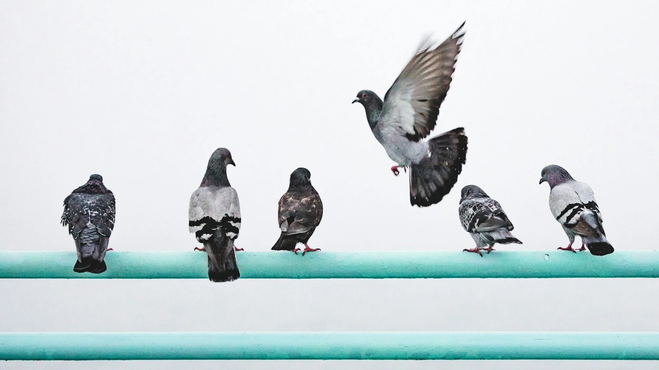 Las palomas de la memoria