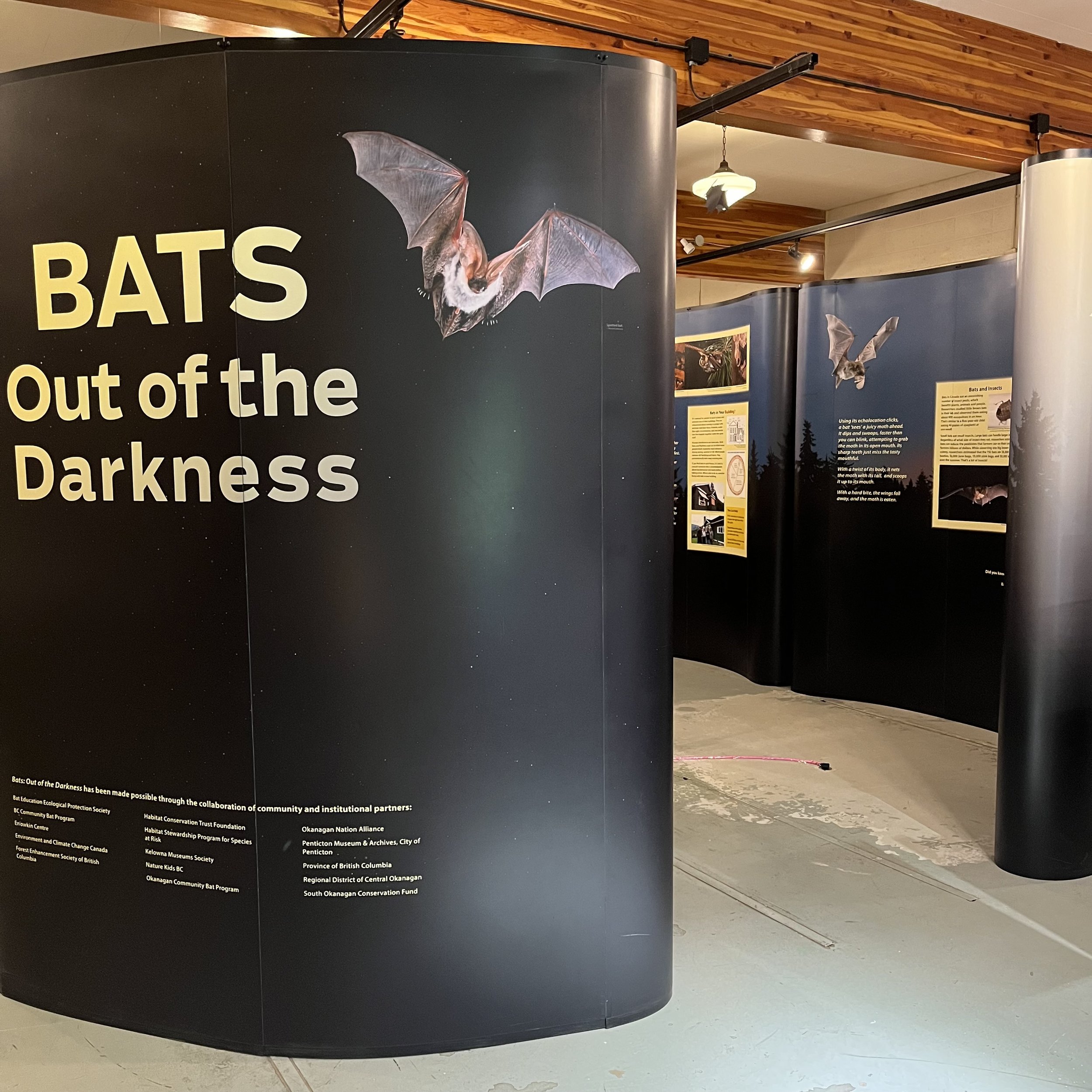 BATS_ Out of the Darkness.jpg