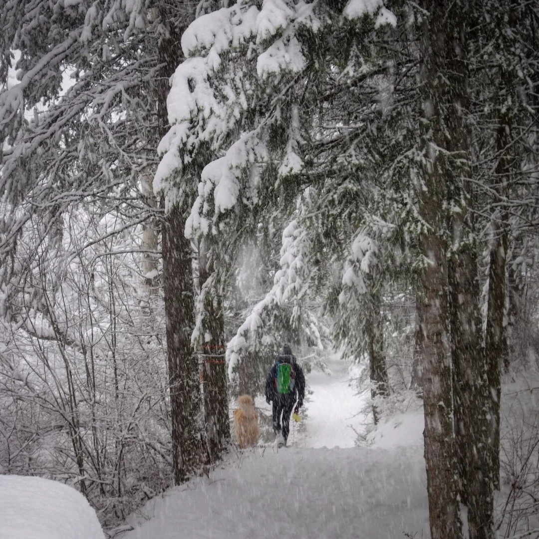40cm of snow in the last three days - and counting! Looking for ways to enjoy this snowy wonderland? Here are some of our favourites:

➡️ Bust out the cardio for cross-country skiing at @blackjackskiclub 
➡️ Rent a fat bike from @revolutionrossland
➡