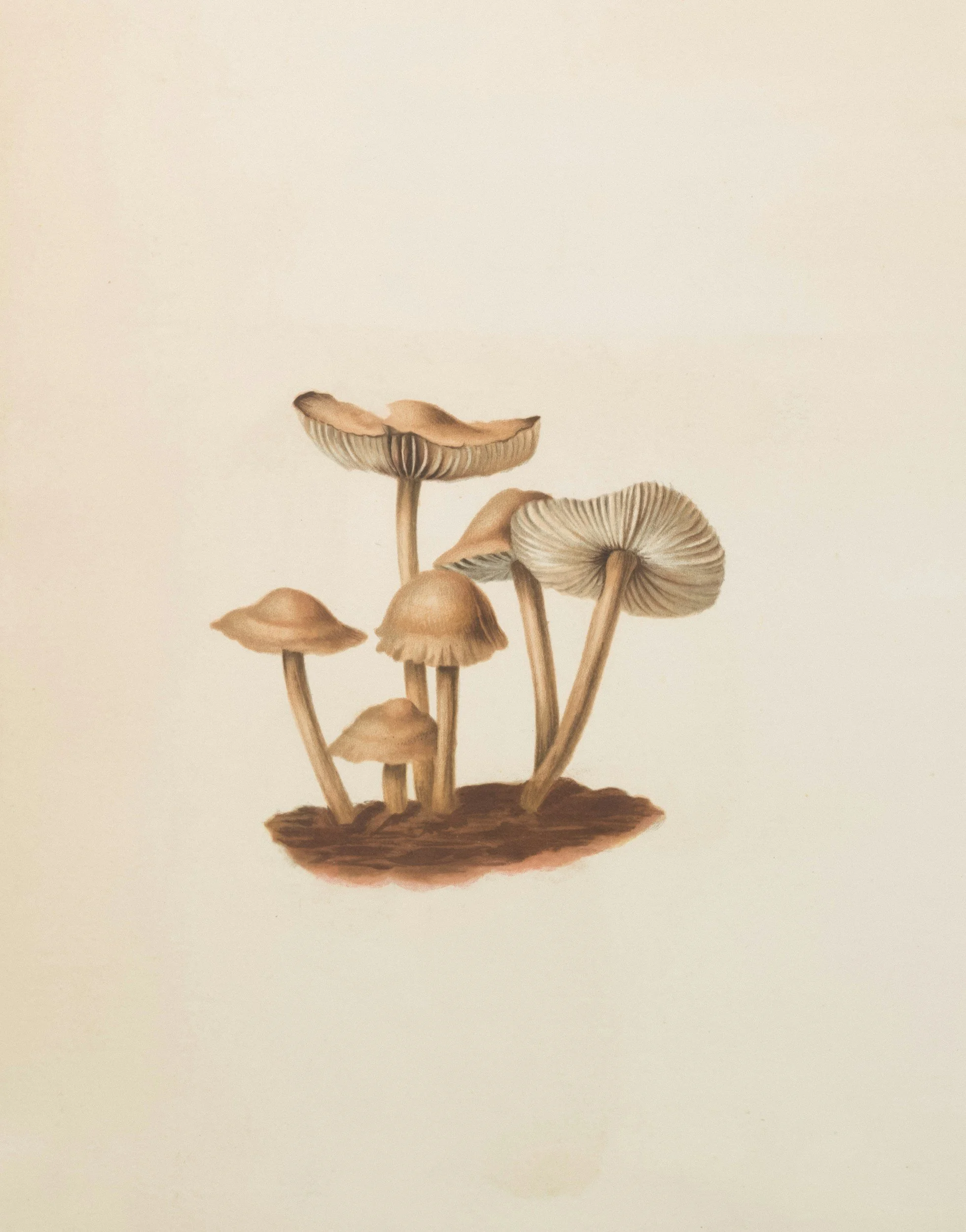 Art Workshop with Rebecca Fux: Drawn to Mushrooms — How to Create Scientific Illustrations