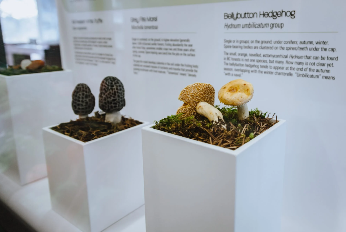 Travelling Exhibit: BC’s Marvellous Mushrooms
