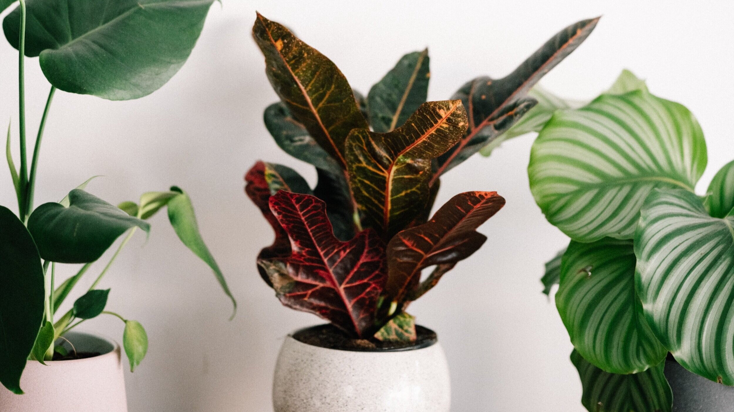 How To Care for a Calathea Plant - The Sill