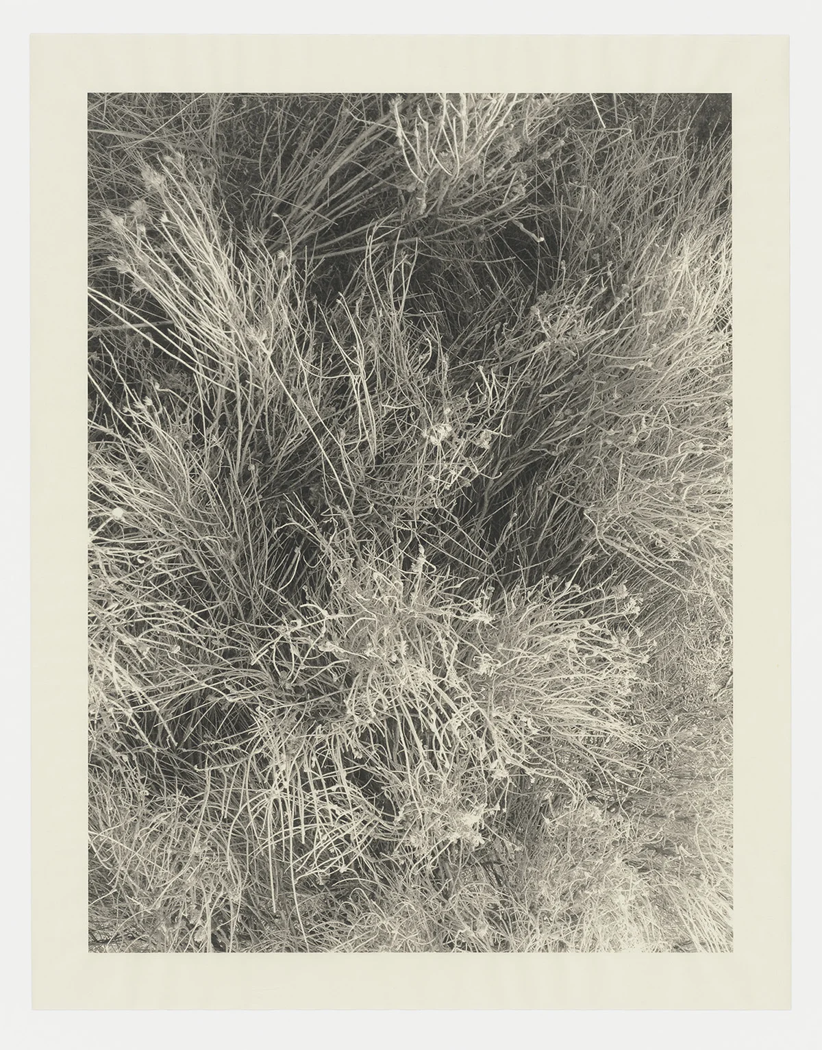 Silver Sage