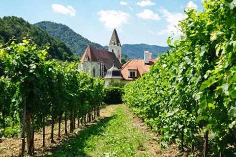 austria_vineyard.jpg