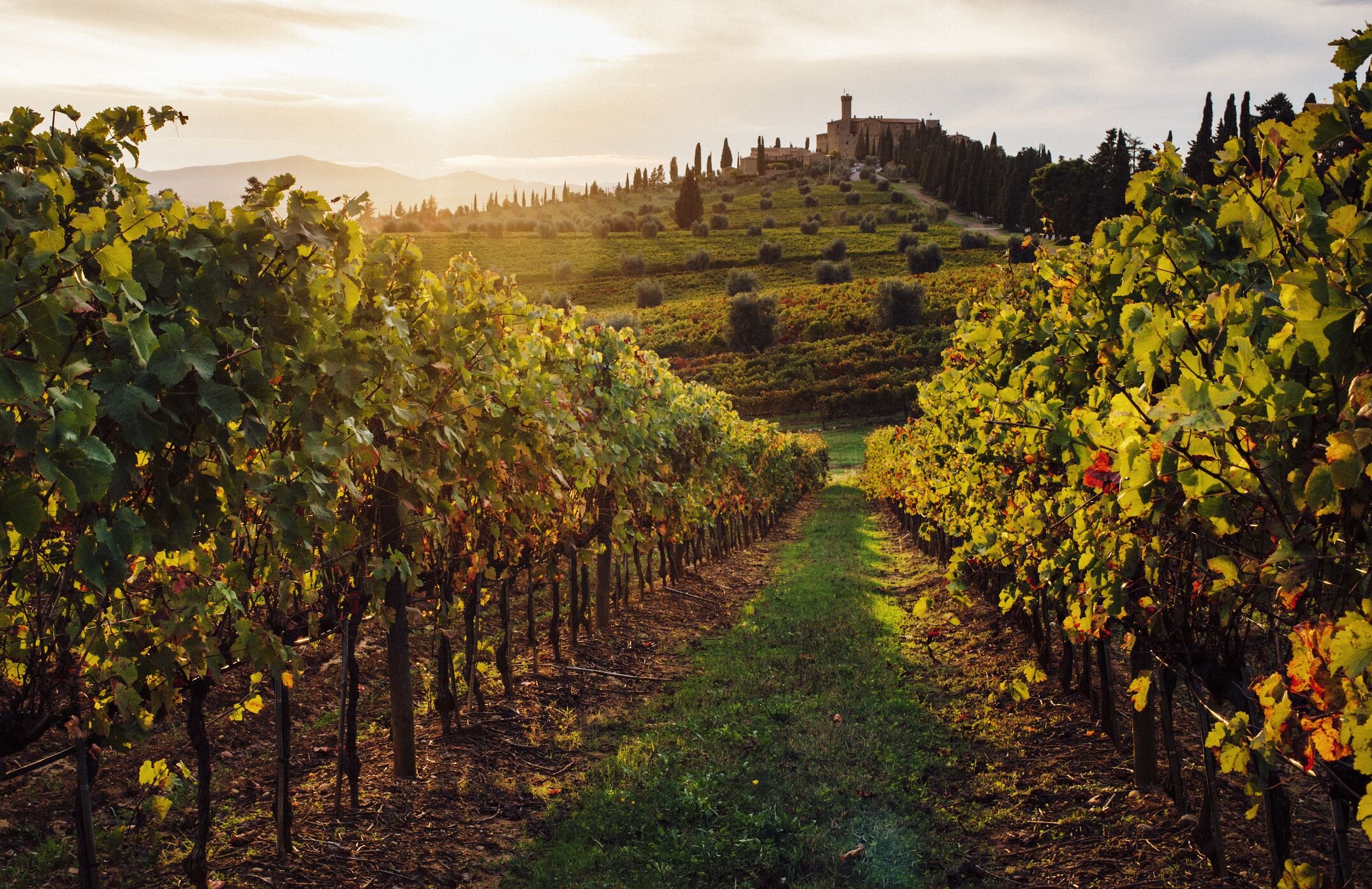 vineyard-in-tuscany-5c298f19c9e77c0001f7e4fc.jpg