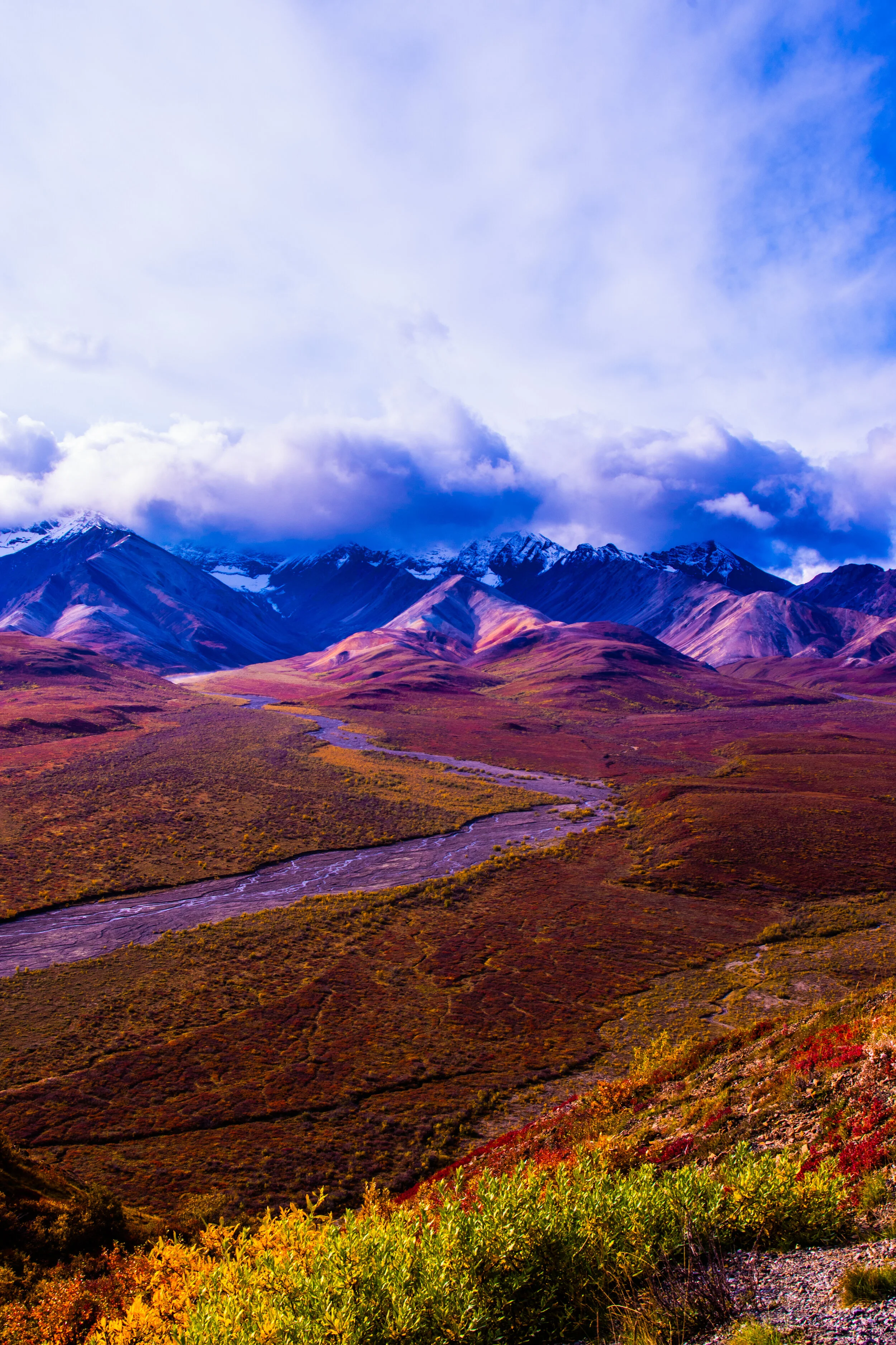 Denali National Park Canvas