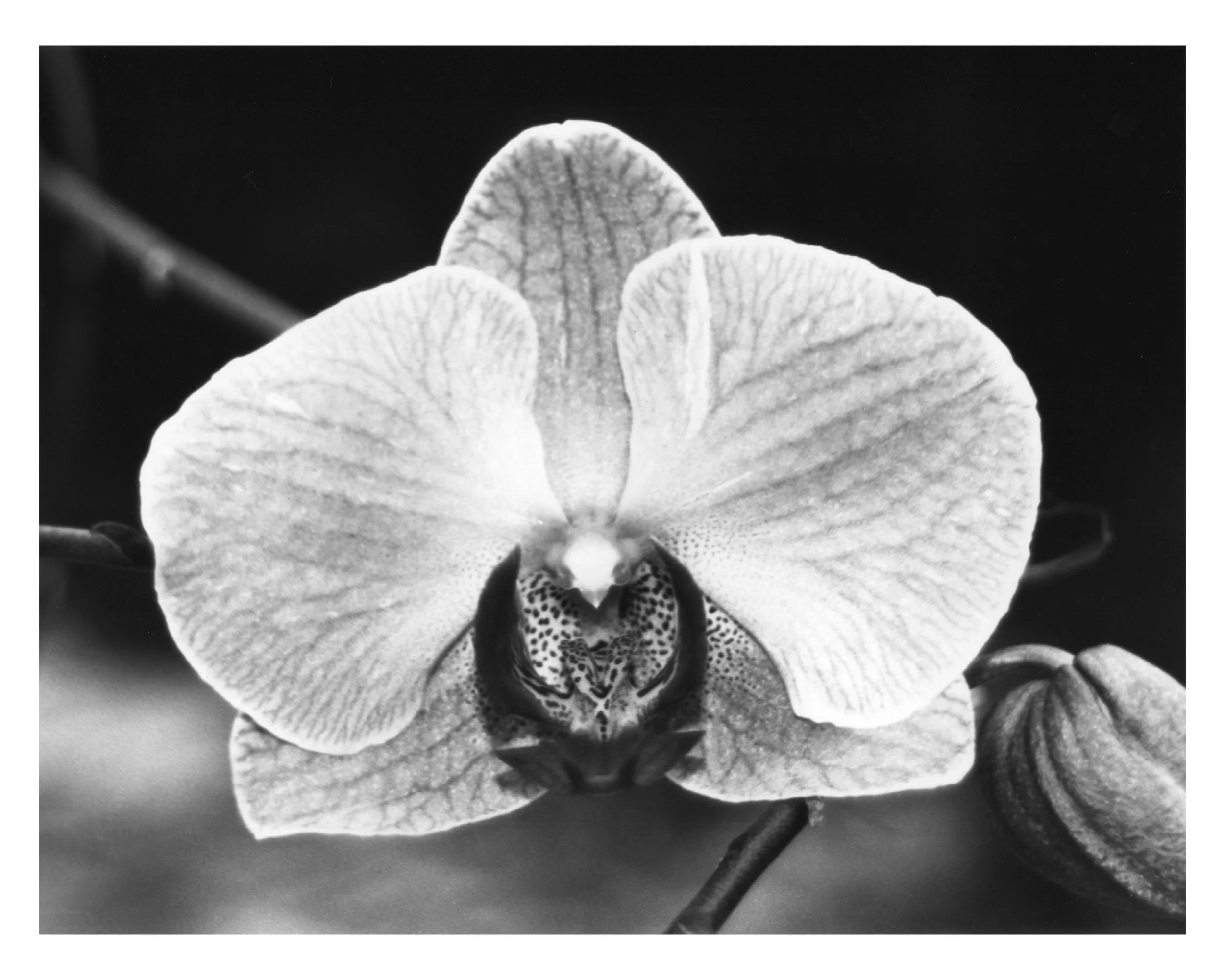 Orchid.jpg