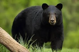 recession-bear-market.jpeg