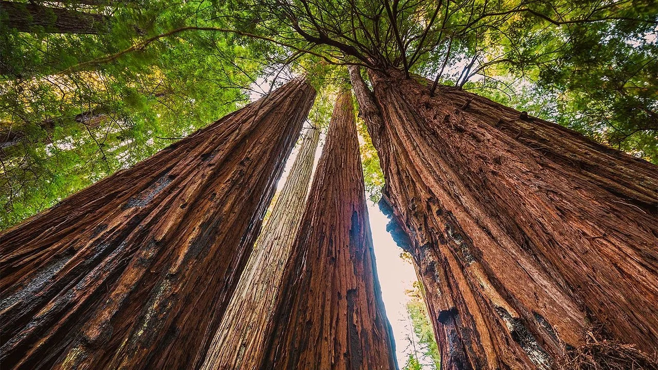 redwoods.jpg