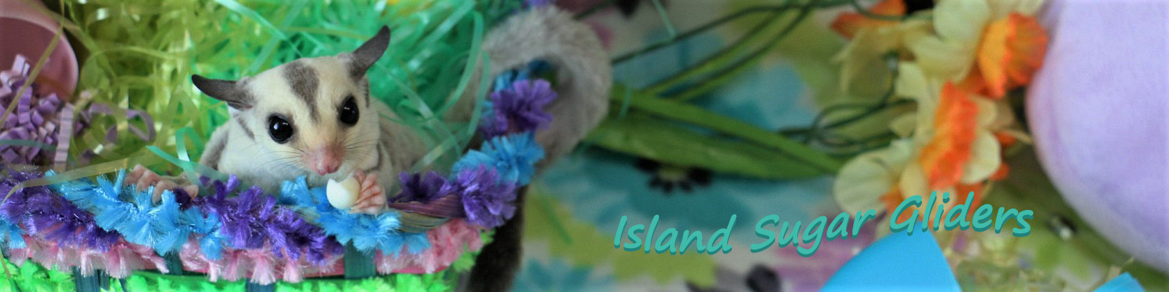 Etsy Banner.jpg
