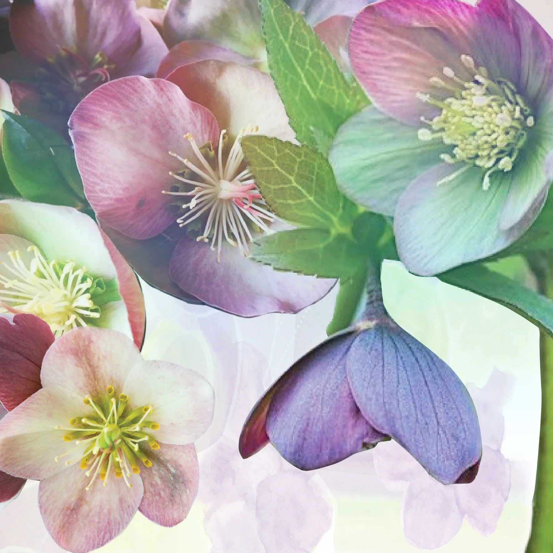 HELLEBORES