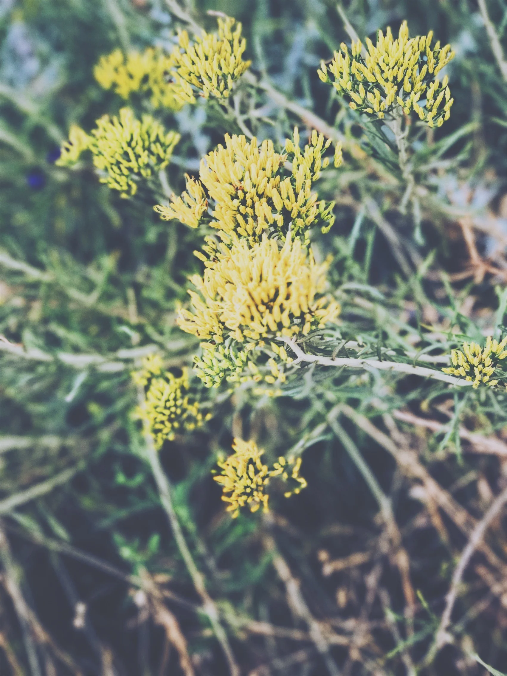 flowers.jpg