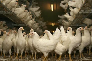 chickens-cage-free-crowded.jpg