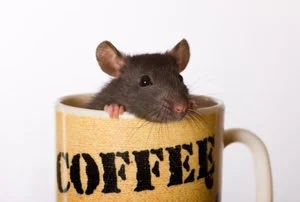 mouse+in+coffee+cup.jpg