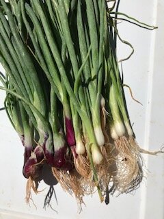 Parade and Red Bunching Onions
