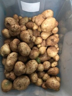 White Kennebec Potatoes