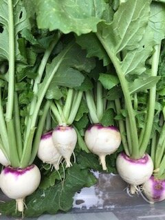 Purple Top White Globe Turnip