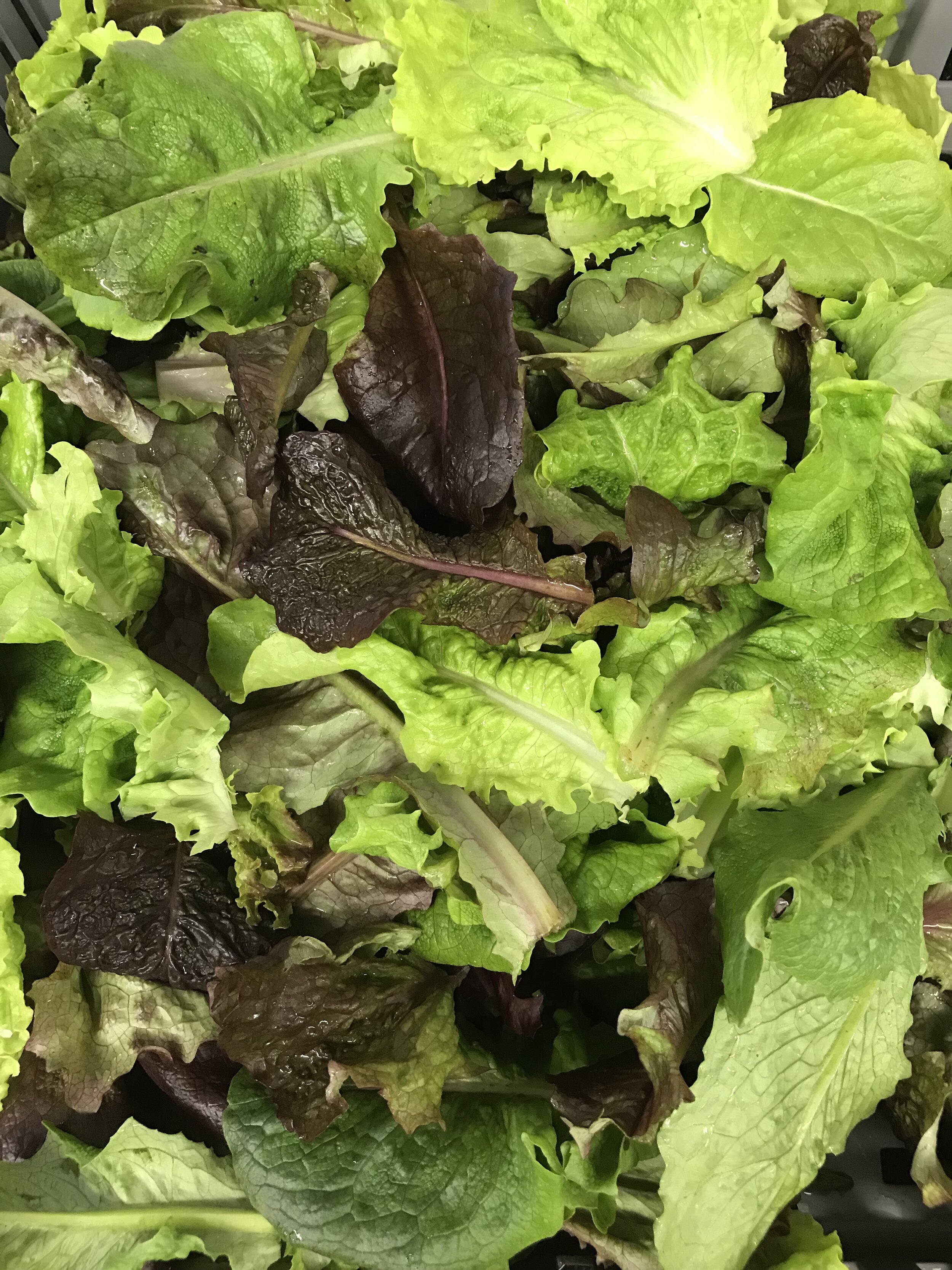 Red &amp; Green Gourmet Lettuce Mix