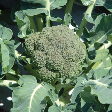 Broccoli