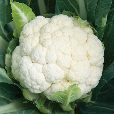 Cauliflower