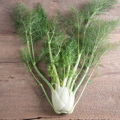 Fennel