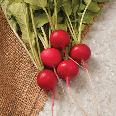 Radishes