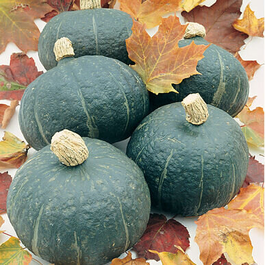 Kabocha Winter Squash