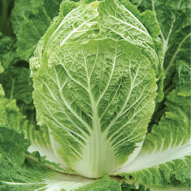 Bilko Chinese Cabbage