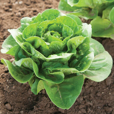 Dragoon Mini Romaine Head Lettuce