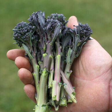 Purple Sprouting Broccoli