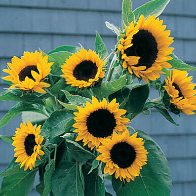 Sunflower - Sunbright