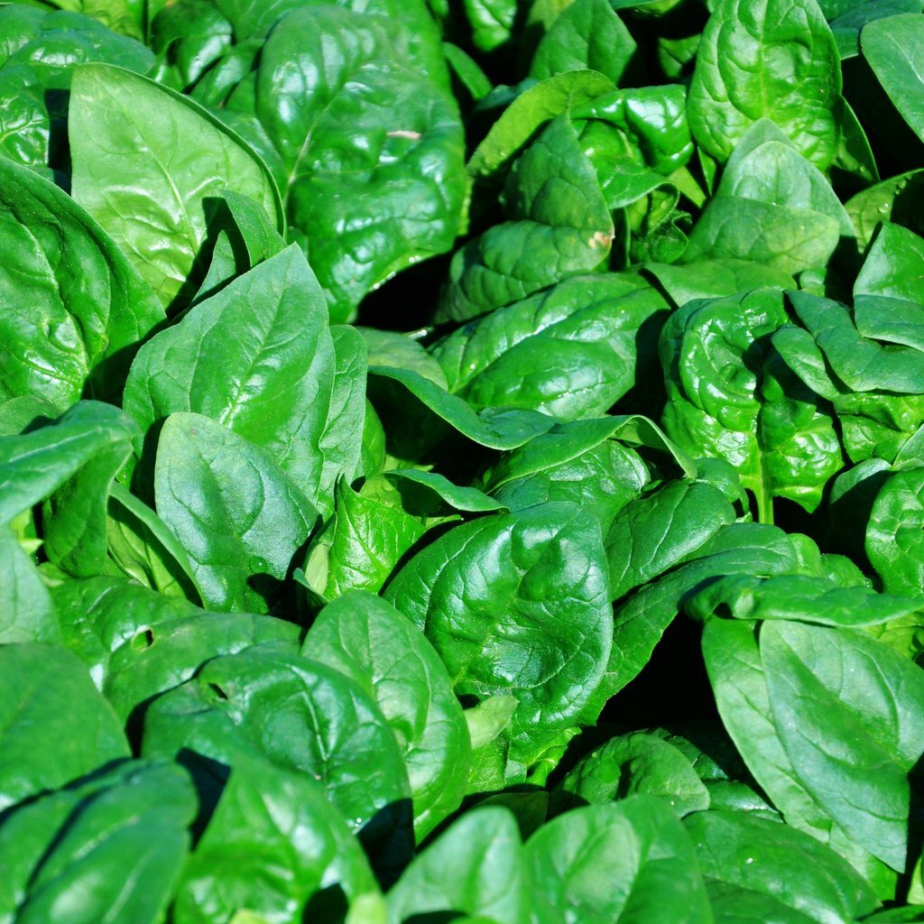 Spinach