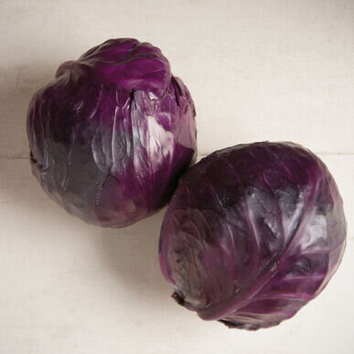 Red Integro Cabbage