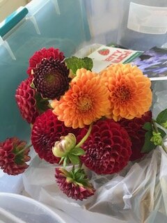 Dahlias