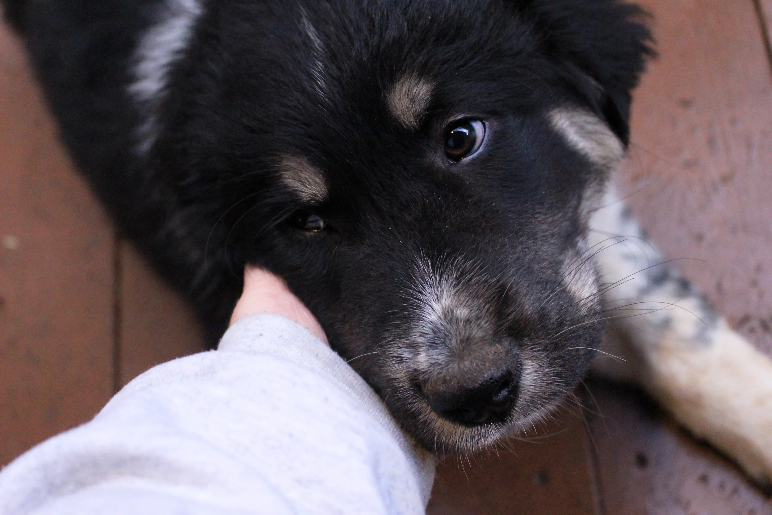 Livestock guardian dog, Luna, at 12 weeks old