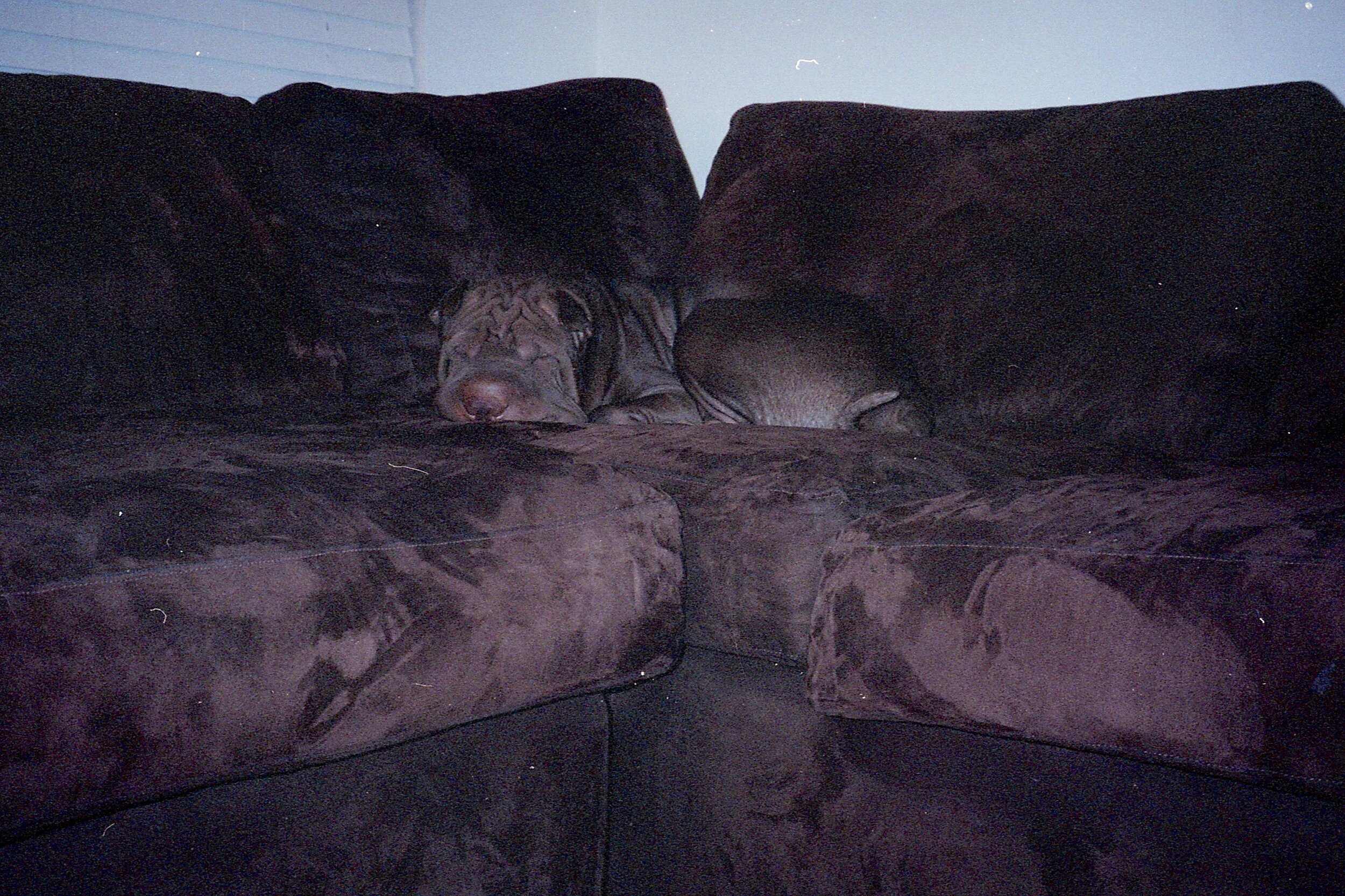 img479.jpeg
