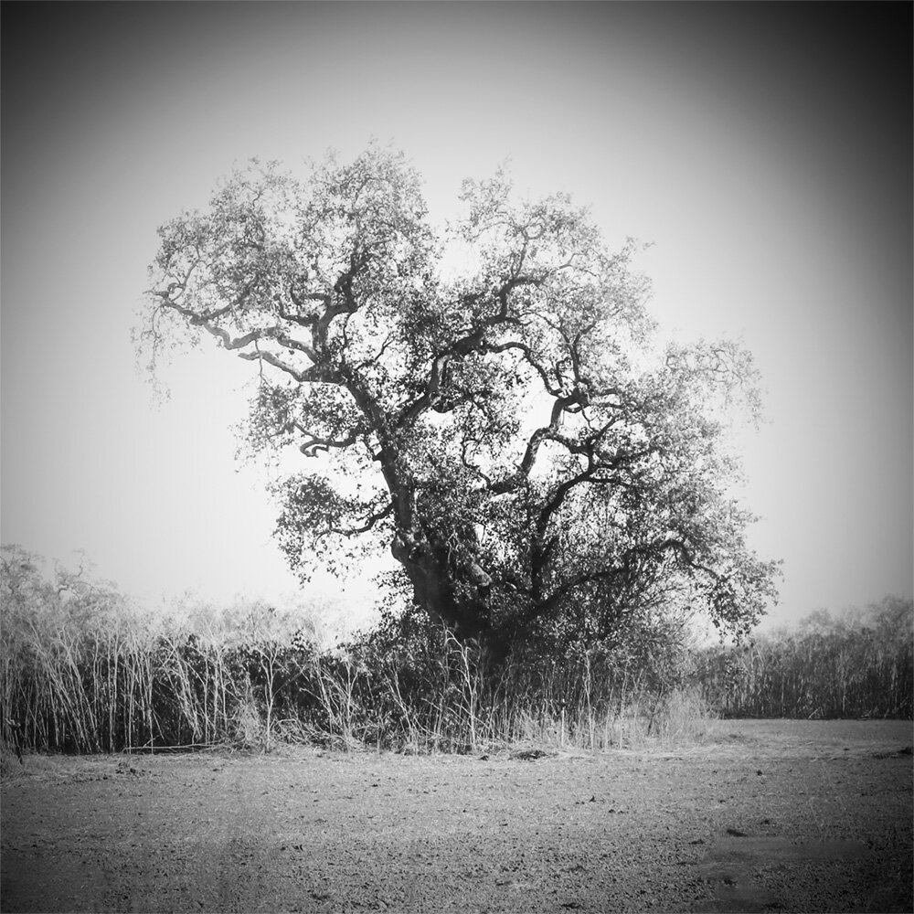 Oaks on the Laguna.