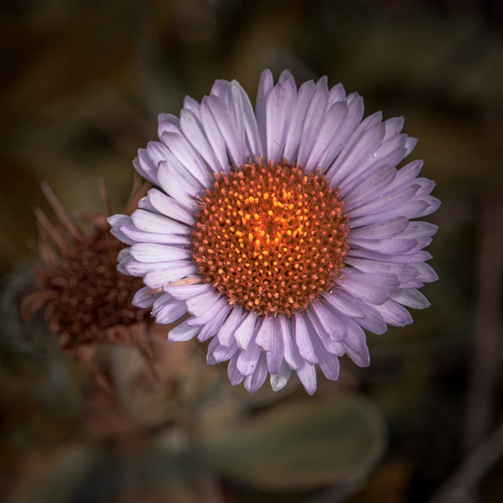 Beach Aster