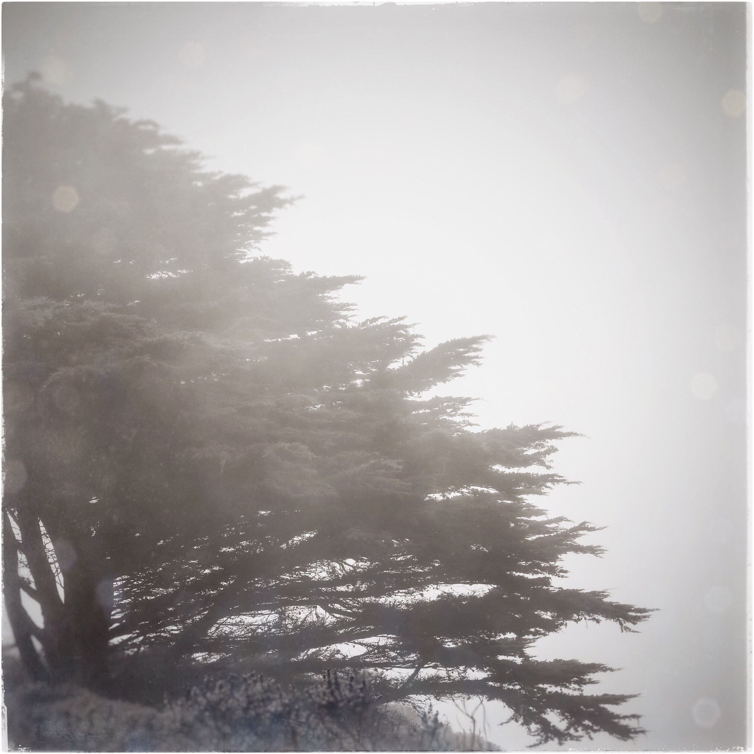 Cypress, Shell Beach, Sonoma Coast.
