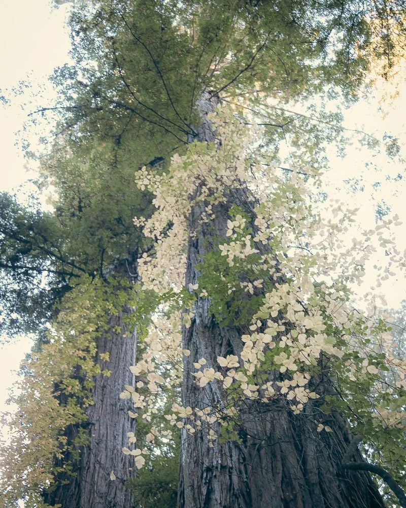 I haven't been here much recently, but have been working away in the background and will share some of that with you soon. Today I was moved to visit the natural chapel of Armstrong Woods. A reverent hush falls as one enters this redwood grove, a bal