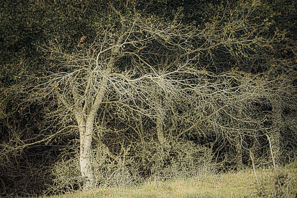 &ldquo;Oak, Early Spring&rdquo; also found some love during the first weekend of @artatthesource Open Studios. This past spring I found myself photographing the mad chaos of uncontrolled new growth everywhere, often on top of the matted detritus left