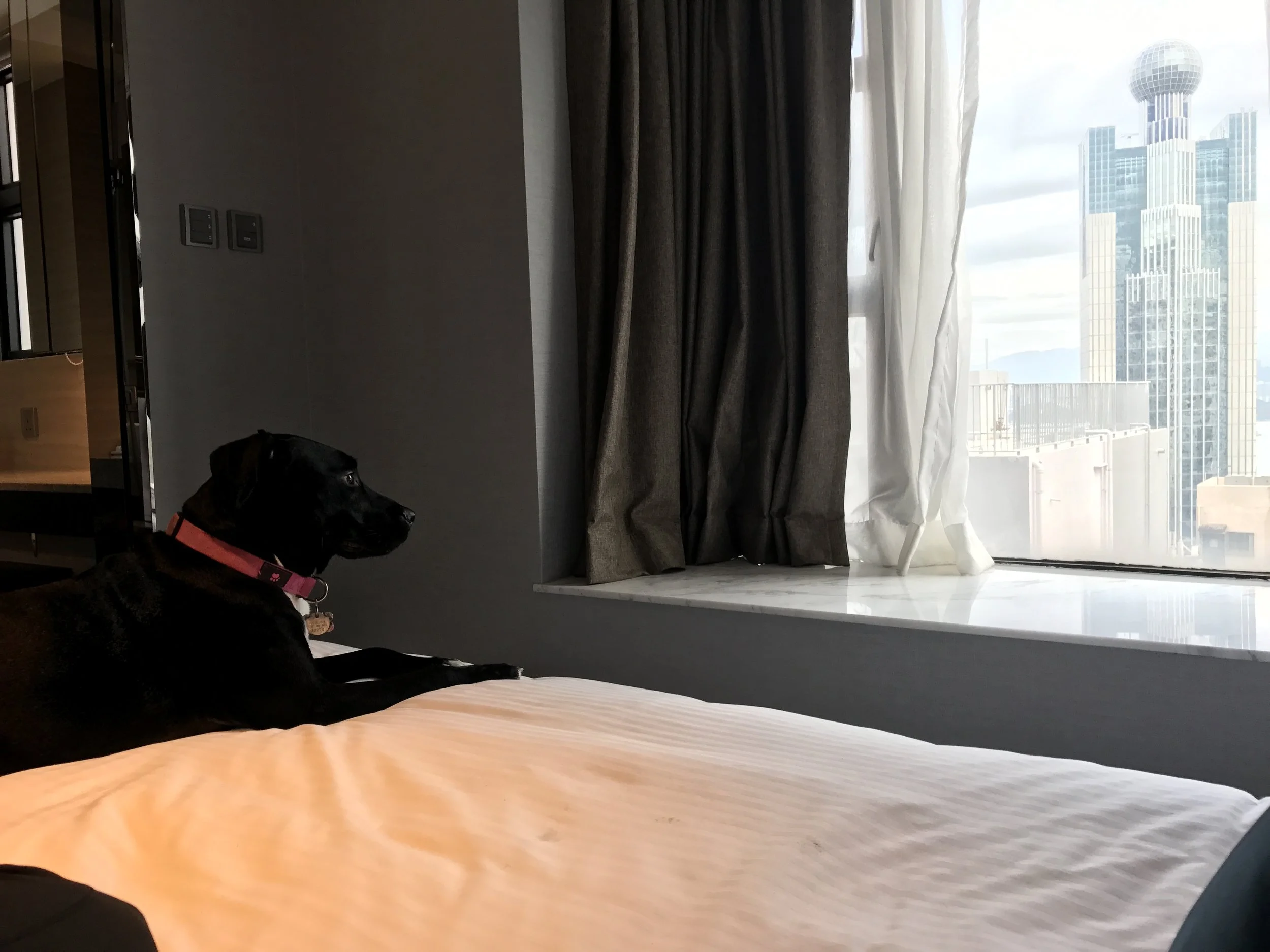 Coming home to Hong Kong