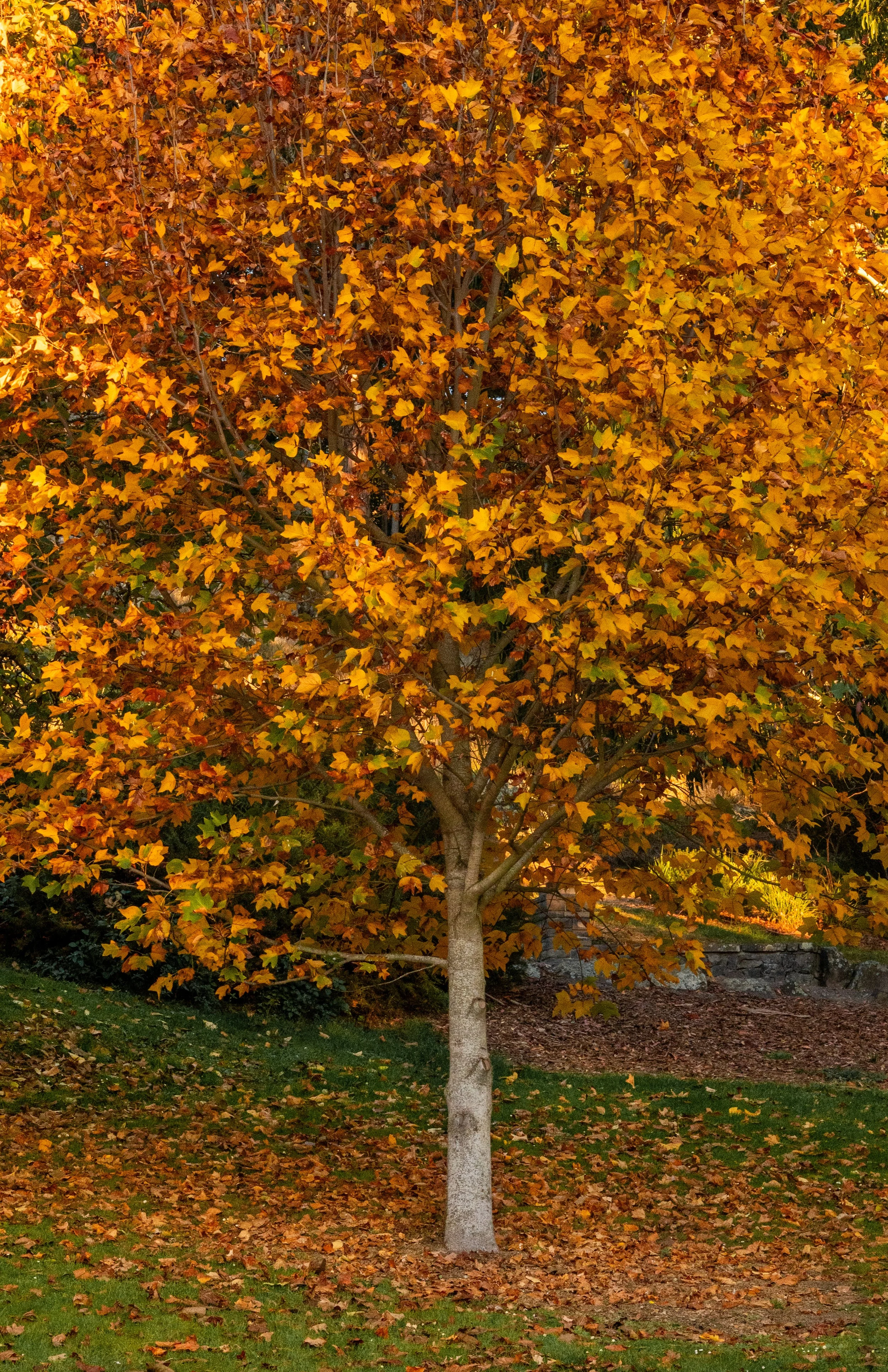 DSC_6111.jpg